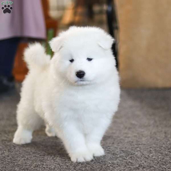 Simon, Samoyed Puppy
